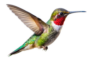 Flaying hummingbird Bird white background. AI GENERATED