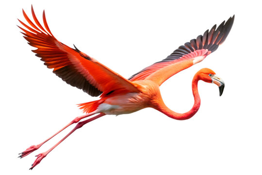 Red flying flamingo bird isolated on white background.PNG