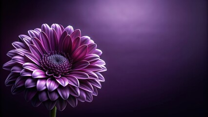 Fototapeta premium Dark violet background with a stunning flower , Phone wallpaper, floral design, elegant, beauty, nature, vibrant