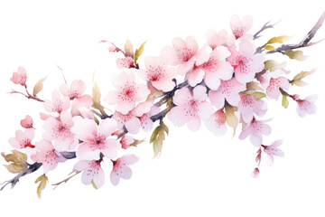 Fototapeta premium PNG Garland cherry blossom flower plant inflorescence.