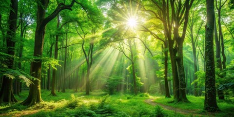 Fototapeta premium Background of lush green forest with sunlight filtering through the trees, nature, plants, trees, sunlight