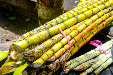 Fresh sugar cane stalks bundled tightly with pink plastic bands, showcasing vibrant green, yellow, and reddish hues, perfect for refreshing sugar cane juice sold by street vendors.