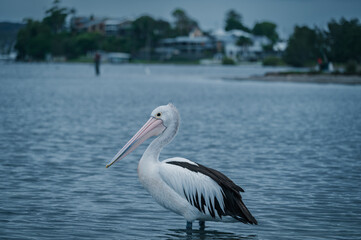 The photo shows a lakeside view located in Ken Lambkin Reserve