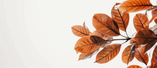 Obraz premium In Selective Focus Young Tropical Brown Leaves With Day Light On White Isolated Background For A Foliage Backdrop And Copy Space