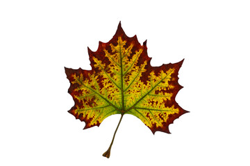 Fall leaf changing colors isolated on white background