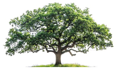 Obraz premium Green oak tree isolated on white background
