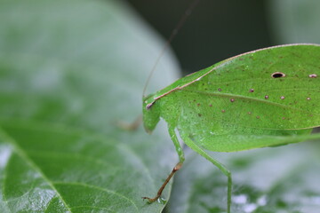 Close-Up of a Katydid on a Leaf in Costa Rica