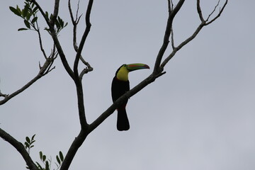 toucan sitting on a branch
