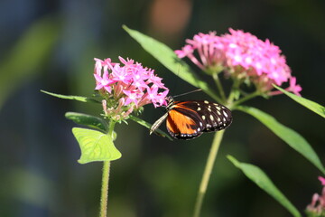 Butterfly on pink flower