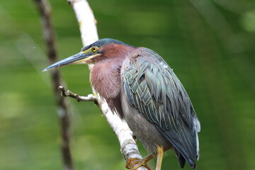 A green heron sitting on a branch in Costa Rica