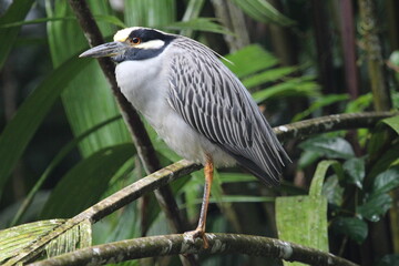 A yellow-crowned night heron balancing on a branch with one leg in a costa rica rainforest