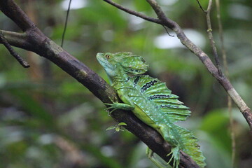 Common basilisk sitting on a branch in a rain forest in Costa Rica