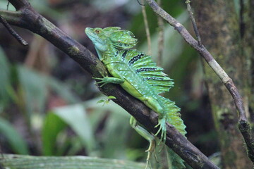 Common basilisk sitting on a branch in a rain forest in Costa Rica