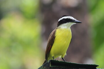 Close-up of a Great Kiskadee with blurred trees in the background