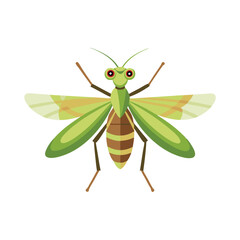  Fly Mantis animal isolated flat vector illustration on white background