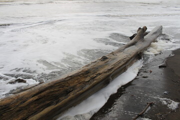 A large driftwood tree washing up on an ocean beach, Costa Rica