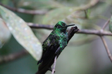 Close-up of a green hummingbird sitting on a branch