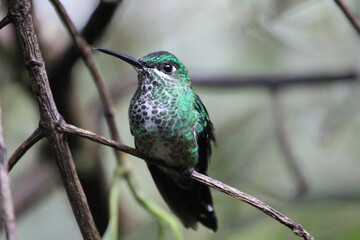Close-up of a green hummingbird sitting on a branch