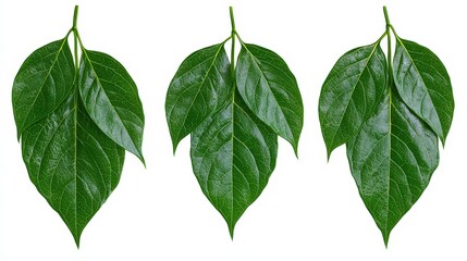 Fototapeta premium Three Green Leaves Isolated on White Background Nature Botany Foliage