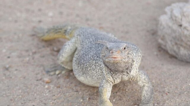 Spiny Tailed Lizard (dhub) rack focus close-up in the desert.