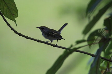 small bird perched on a branch with the rainforest in the background in costa rica