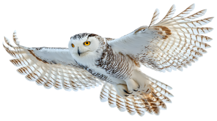 Majestic Snowy Owl in Mid-Flight with Wings Wide Open