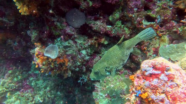A map pufferfish displaying Turing patterning swims on a coral reef.