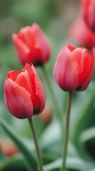 Obraz premium Close-up photo of red tulip flowers