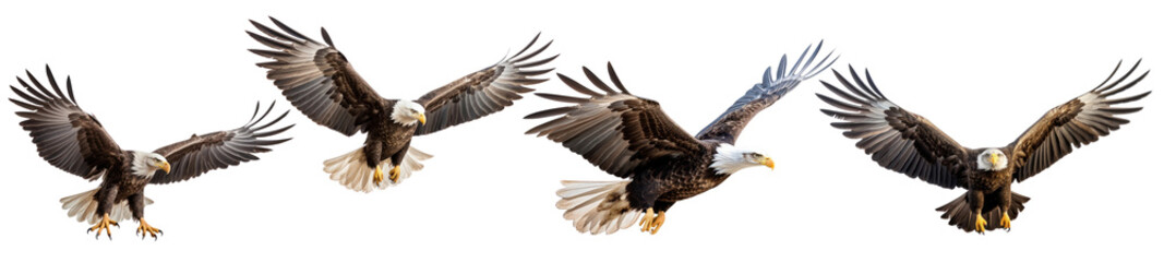 Obraz premium Flying eagle bird png cut out element set
