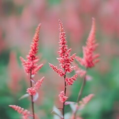 Fototapeta premium Close-up photo of red astilbe flowers