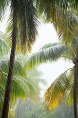 Tropical rain falls on lush, green palm trees, creating a tranquil, natural scene filled with vibrant greenery and flowing water.