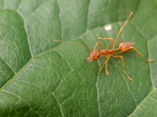 A close-up of a single red ant crawling on a green leaf, showcasing its intricate details and...