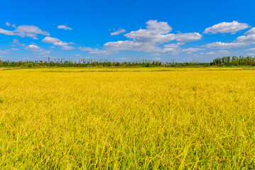 Golden ears of autumnal rice field with the background of of blue sky near Gimpo Han River New Town at Gimpo-si, South Korea