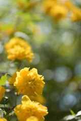 yellow flowers in the garden