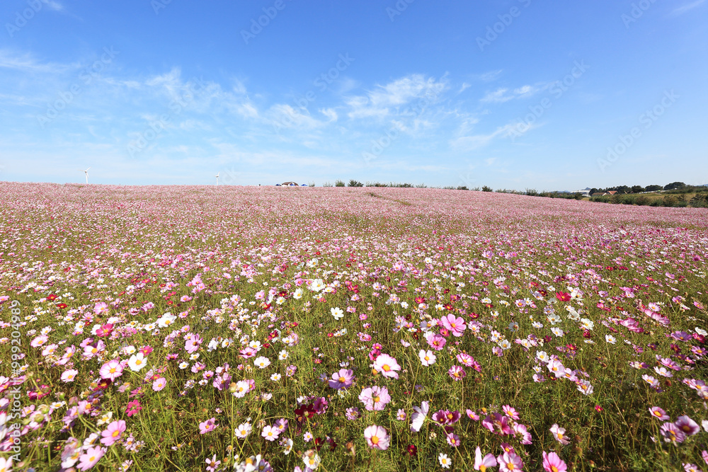 Wall mural Cosmos field in the autumn against blue sky at Anseong Farm Land with the background of houses near Anseong-si, South Korea