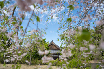 pink cherry blossom in Japan