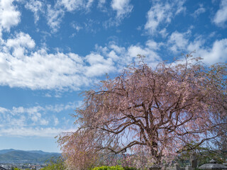 pink cherry blossom in Japan