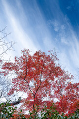 autumn leaves in Japan