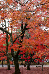 autumn leaves in Japan