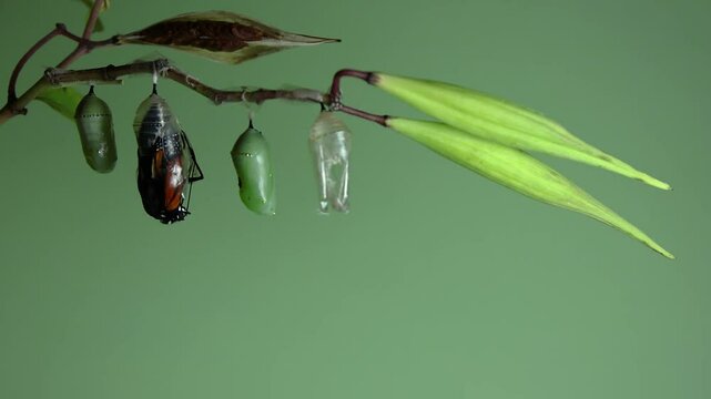 Monarch Butterfly, Danaus plexippus, emerges from chrysalis ight green background