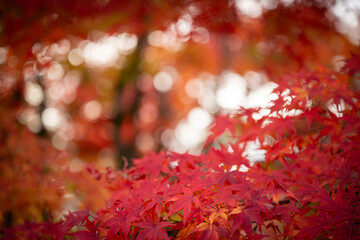 autumn leaves in Japan