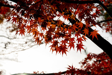 autumn leaves in Japan