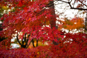 autumn leaves in Japan