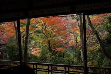 Kyoto autumn leaves