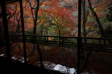 autumn leaves in Japan