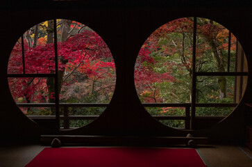 autumn leaves in Japan