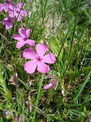 Bright pink phlox flowers blooming in late spring