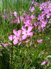 Bright pink phlox flowers blooming in late spring