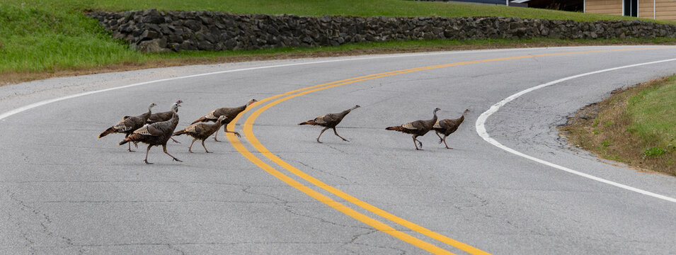 Dindons sauvages traversant la route