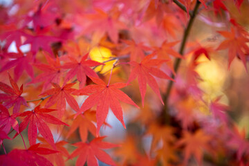 京都の紅葉